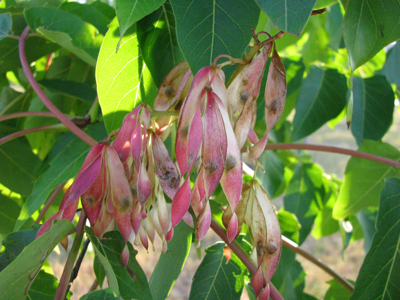 Изображение особи Ailanthus altissima.