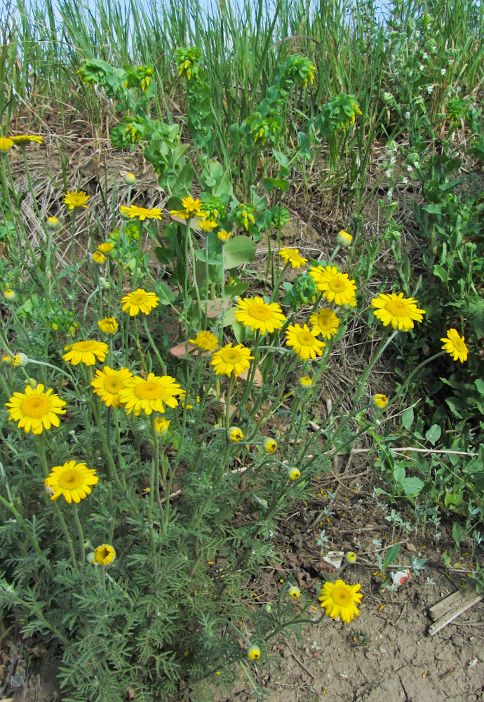 Изображение особи Anthemis tinctoria.