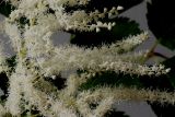 Aruncus dioicus