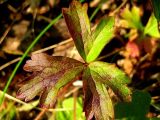 семейство Rosaceae. Лист. Республика Саха (Якутия), Томпонский р-н, окрестности села Кескил. 03.07.2012.