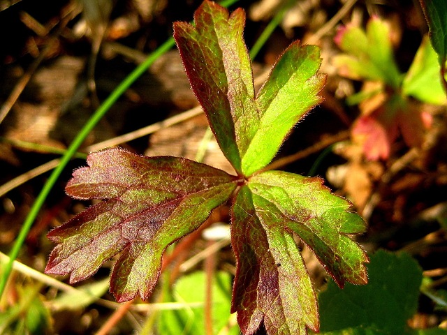 Изображение особи семейство Rosaceae.