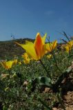 Tulipa kolpakowskiana × T. ostrowskiana