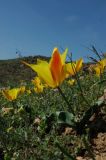 Tulipa kolpakowskiana Regel × Tulipa ostrowskiana