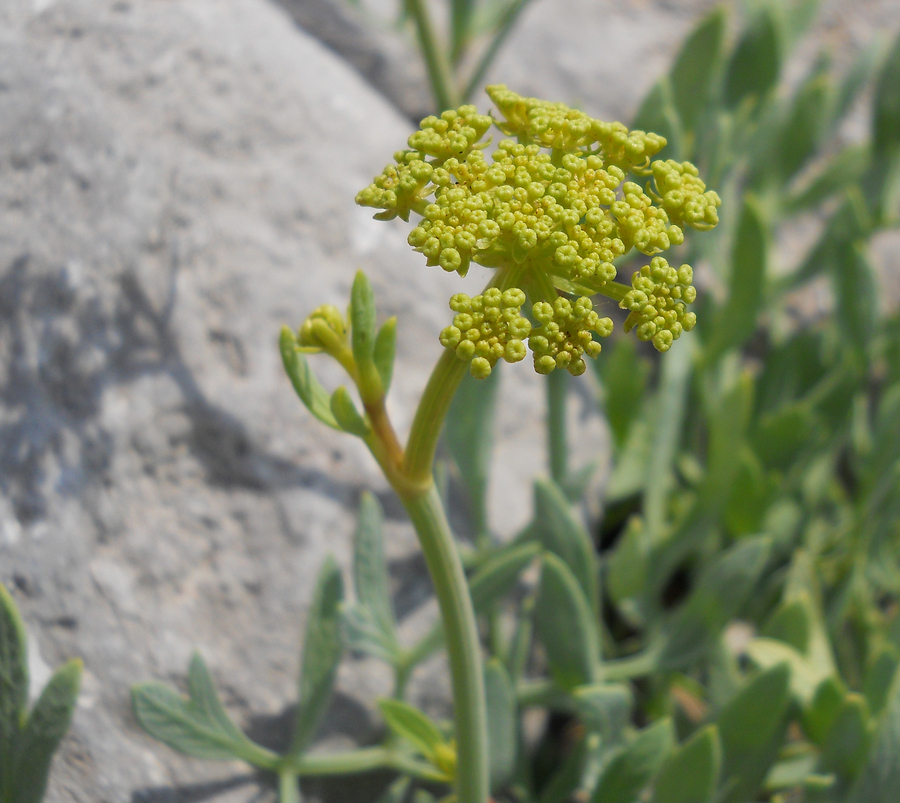 Изображение особи Crithmum maritimum.