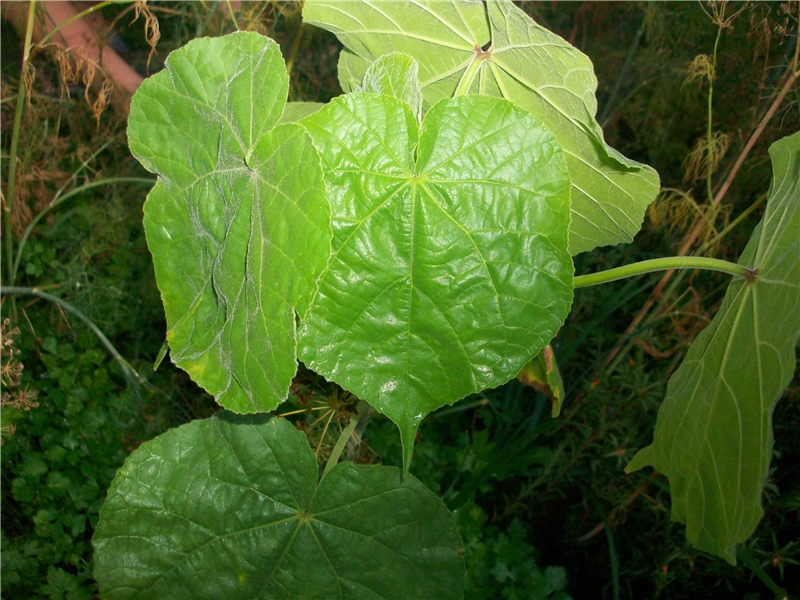 Image of Abutilon theophrasti specimen.