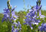 Veronica teucrium. Соцветия. Тульская обл, Алексинский р-н, окр. дер. Новое Клейменово, опушка березняка. 22.06.2012.