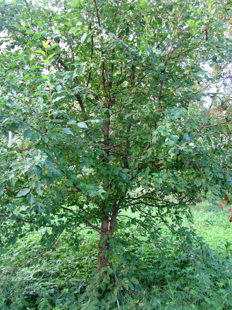 Image of Malus baccata specimen.