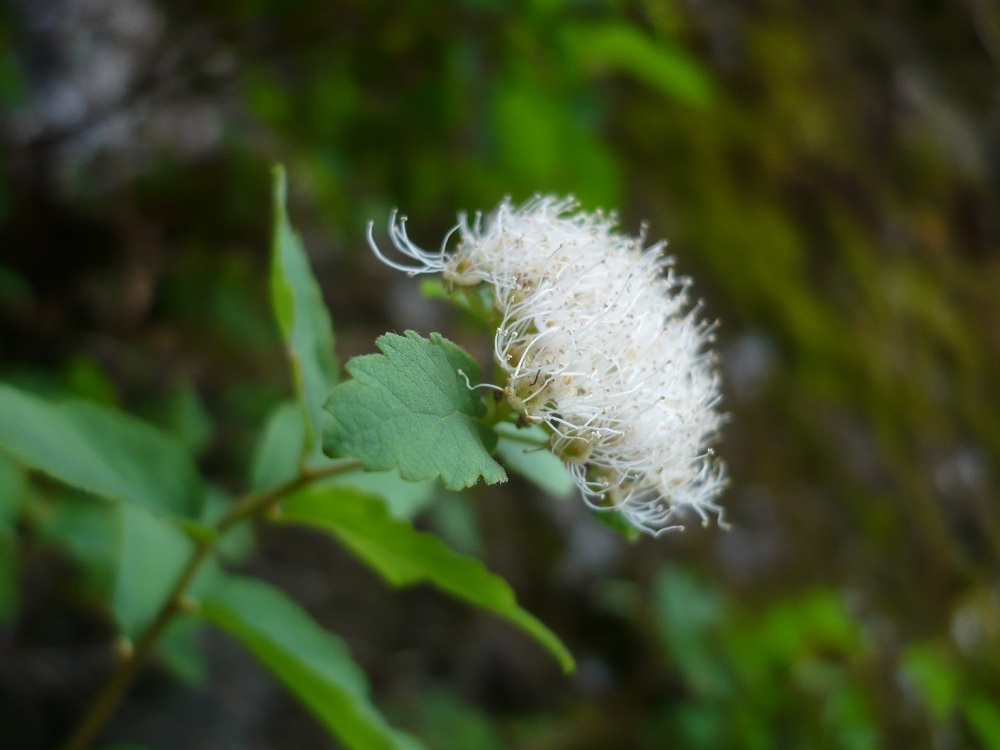 Изображение особи род Spiraea.