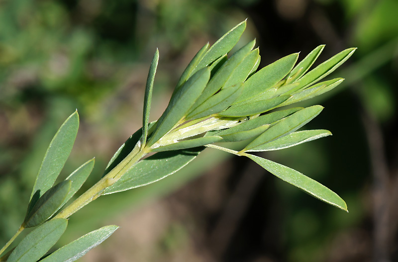 Image of genus Chamaecytisus specimen.
