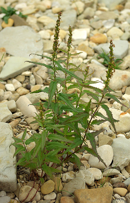 Изображение особи Veronica longifolia.