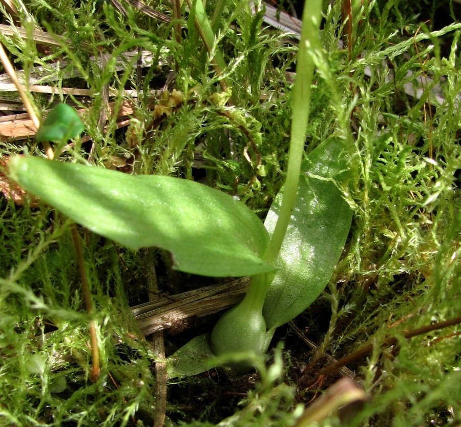 Image of Hammarbya paludosa specimen.