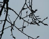 Populus balsamifera