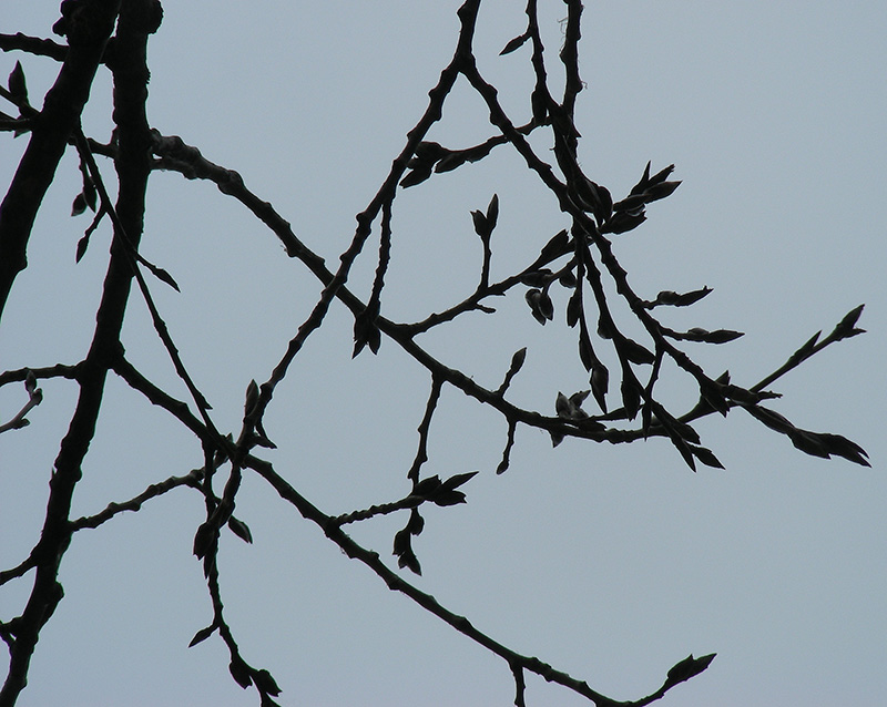 Image of Populus balsamifera specimen.