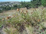 Inula ensifolia. Плодоносящие растения. Крым, Ялтинская яйла. 8 сентября 2012 г.