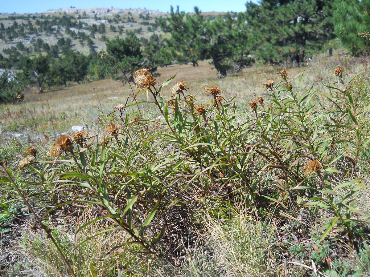 Изображение особи Inula ensifolia.