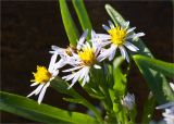 Tripolium pannonicum subspecies tripolium. Соцветия и верхушки листьев. Карелия, Лоухский р-н, пос. Чкаловский, берег Белого моря. 28.07.2012.