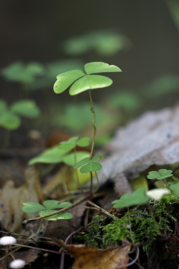 Изображение особи Oxalis acetosella.