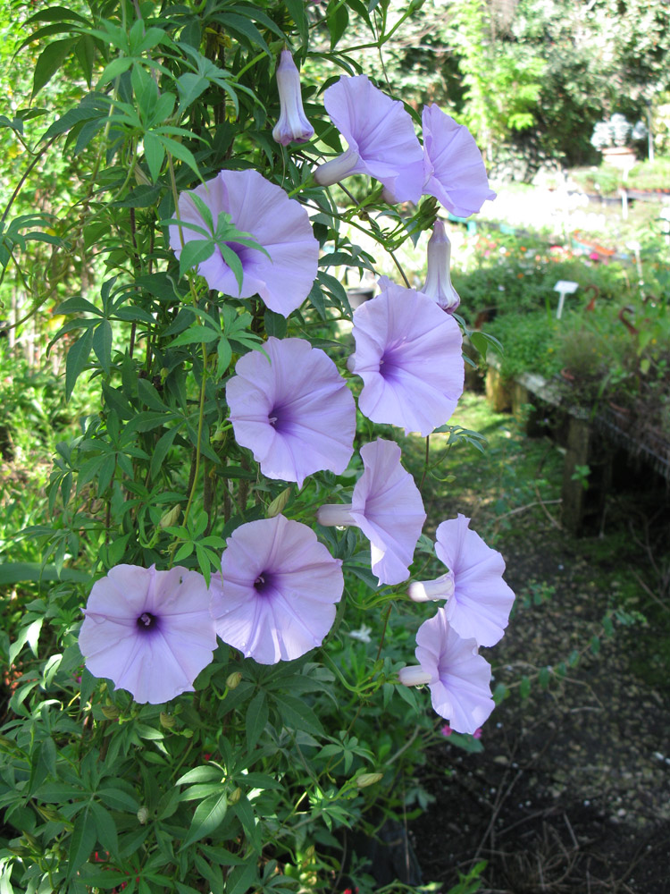 Изображение особи Ipomoea cairica.