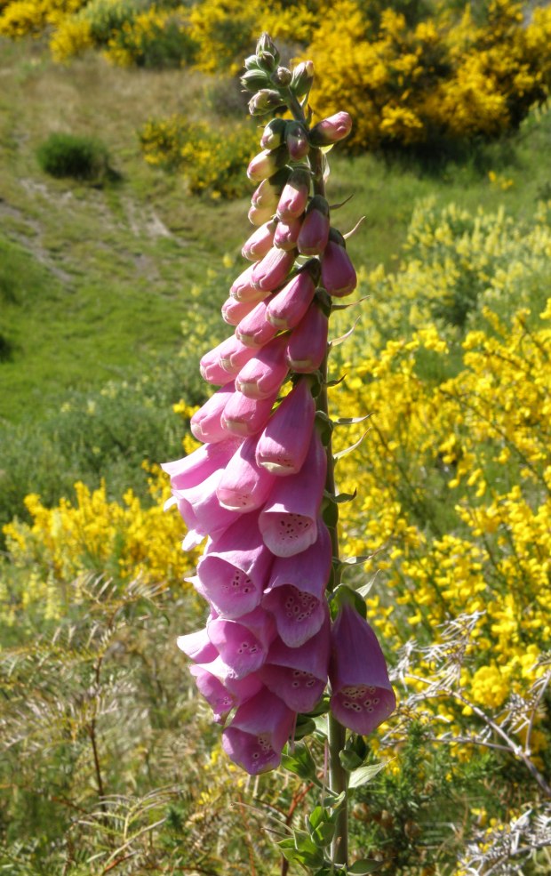 Image of Digitalis purpurea specimen.