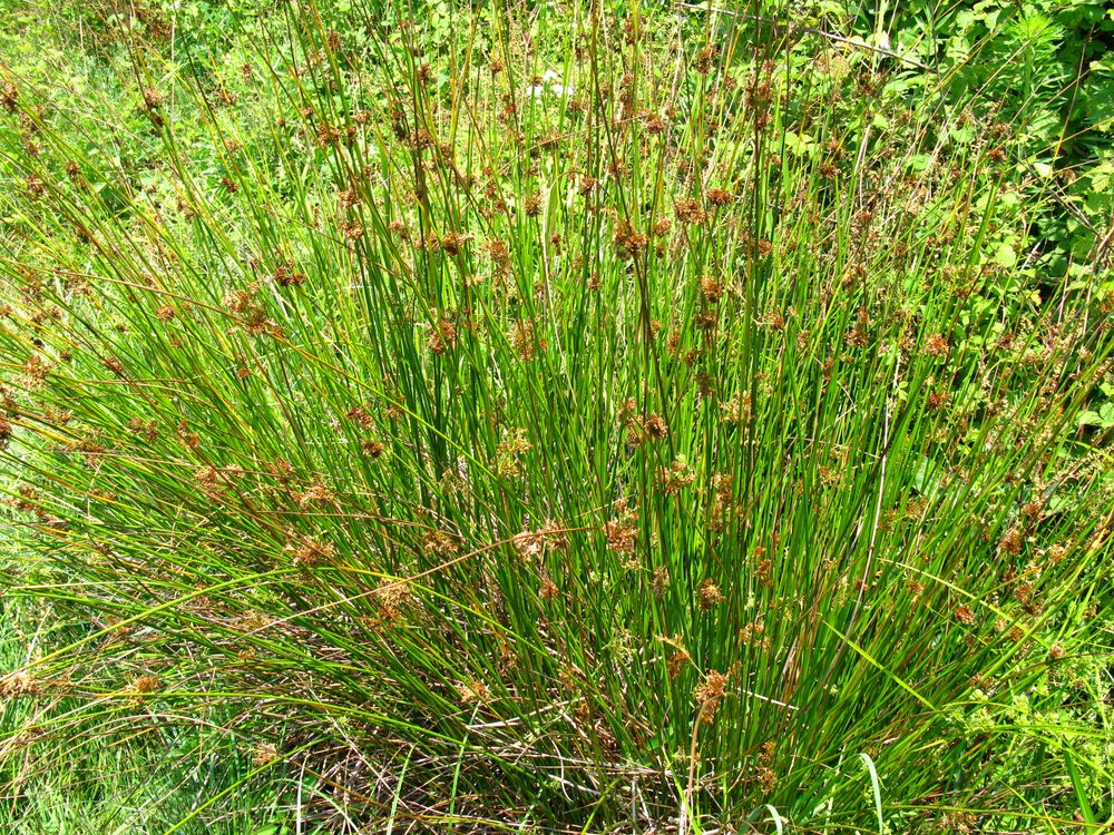 Изображение особи Juncus effusus.