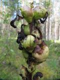 Pedicularis sceptrum-carolinum. Соплодие. Коми, окр. г. Сыктывкар, окр. пос. Пычим, Пычимское озеро, кустарник вдоль лесной дороги. 04.08.2012.