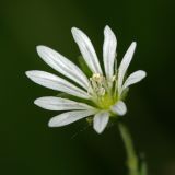 Stellaria nemorum. Цветок. Республика Татарстан, Волжско-Камский заповедник. 18.06.2009.