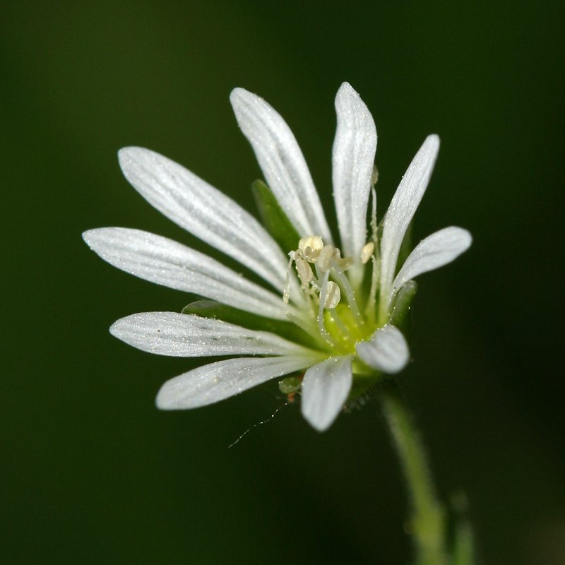 Изображение особи Stellaria nemorum.