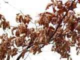 Quercus robur. Прошлогодние листья на \"зимней\" форме дуба. Санкт-Петербург, 17 апреля 2009 г.