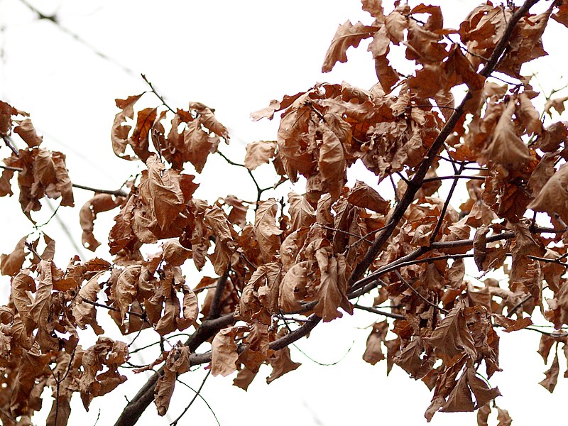 Image of Quercus robur specimen.