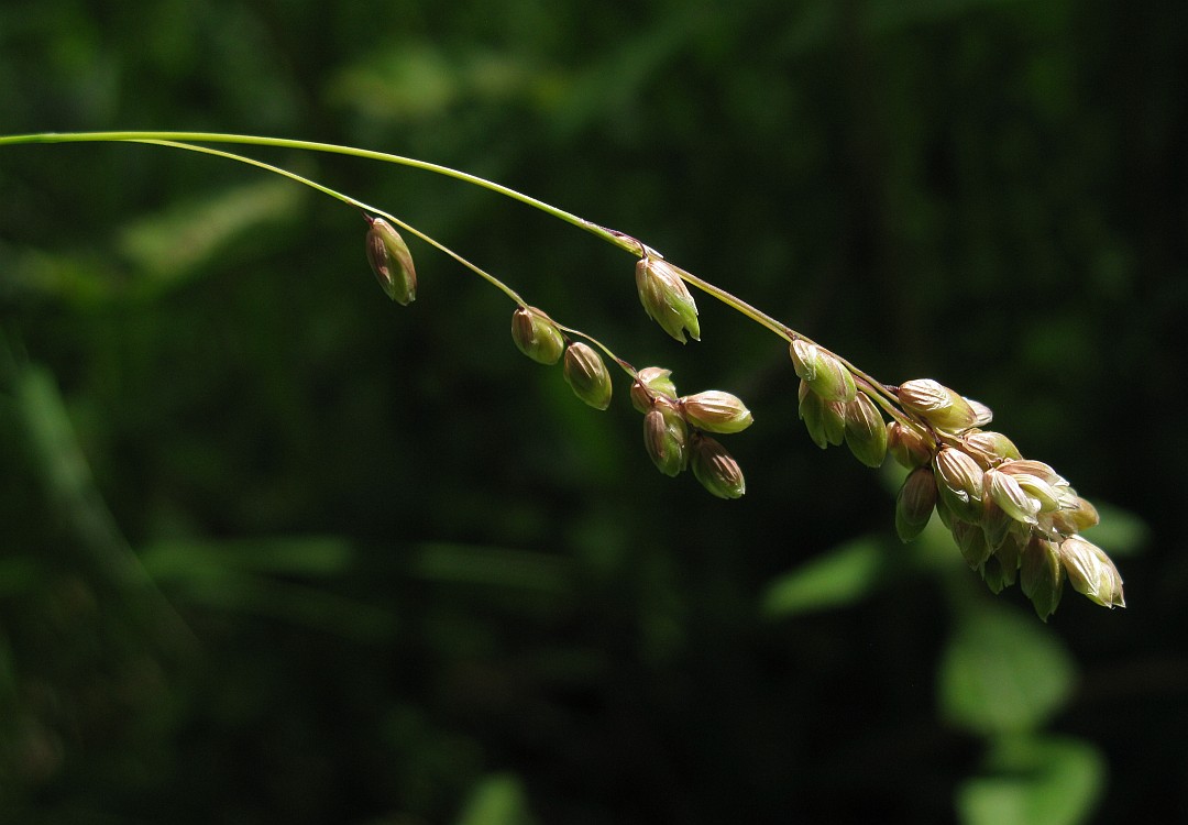 Image of Melica nutans specimen.