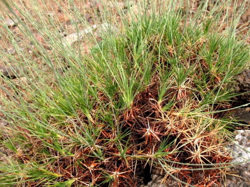 Image of Acantholimon majewianum specimen.