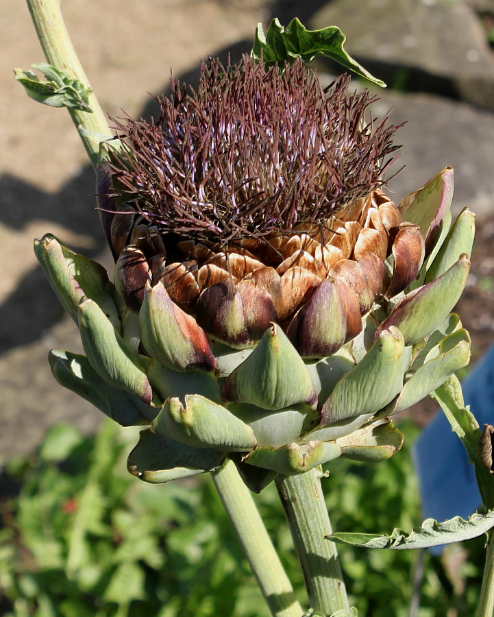 Изображение особи Cynara scolymus.