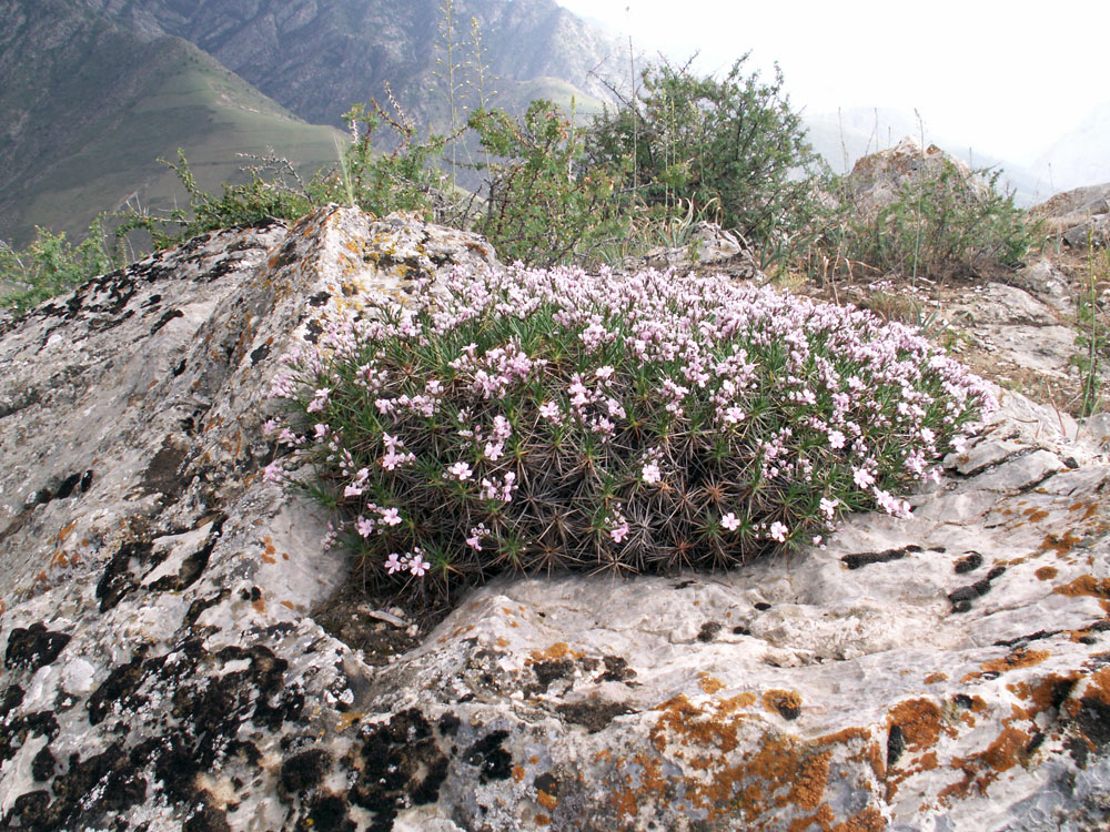 Image of Acantholimon sarytavicum specimen.