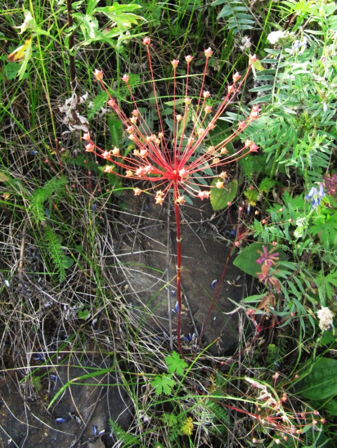 Image of Androsace lactiflora specimen.