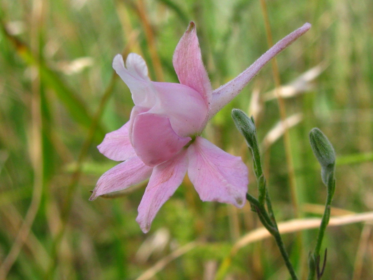 Image of Delphinium consolida specimen.