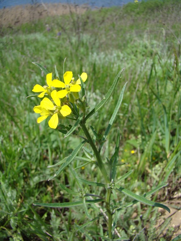 Image of Erysimum canescens specimen.