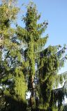 Picea abies. Дерево со зрелыми шишками. Словения, Гореньска, г. Блед, остров на Бледском озере, территория Бледского замка. 09.09.2012.
