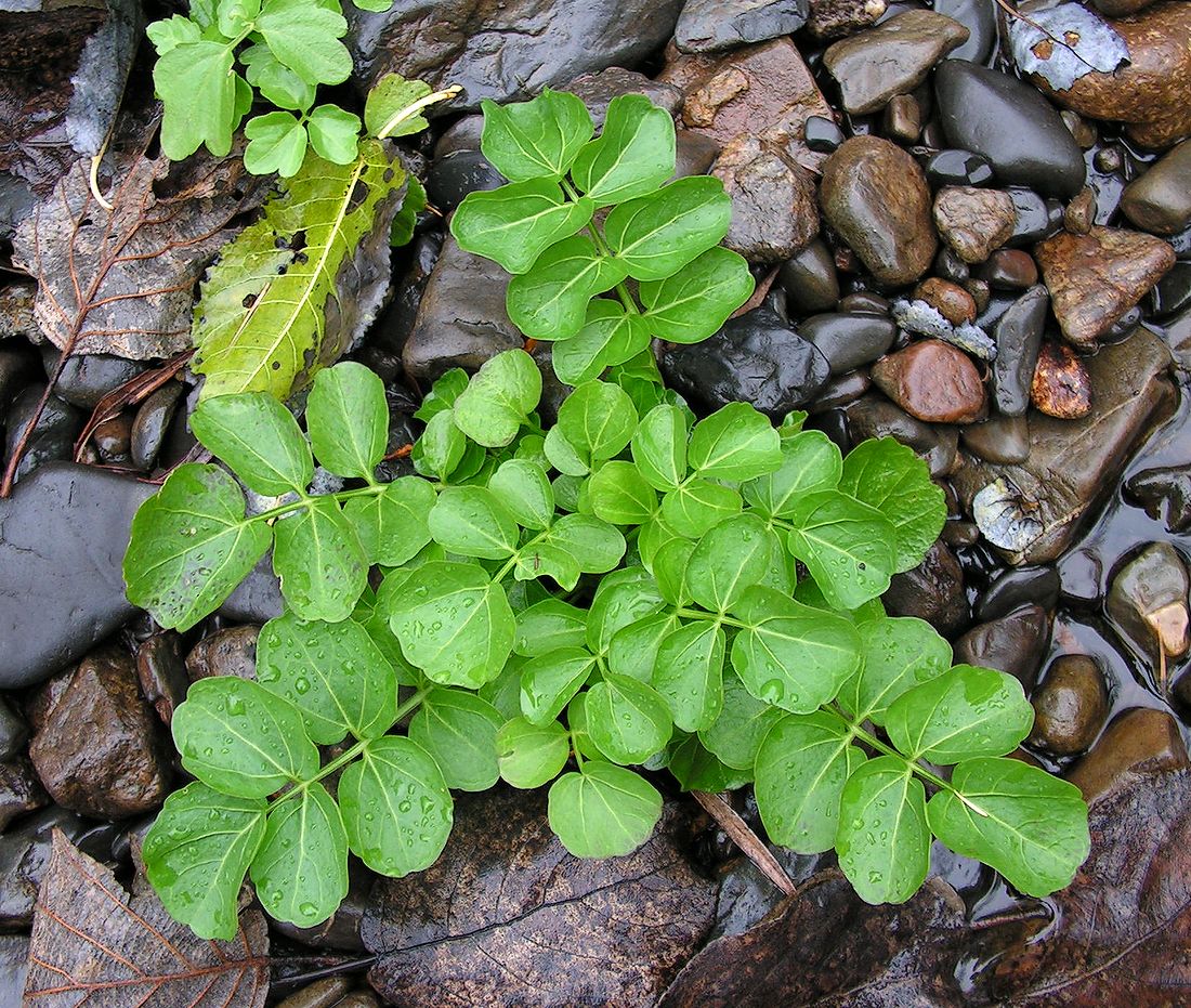 Изображение особи Cardamine prorepens.