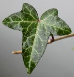Hedera helix. Лист. Германия, г. Кемпен, у детской площадки. 02.03.2013.
