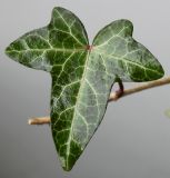 Hedera helix