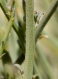 Crotalaria aegyptiaca
