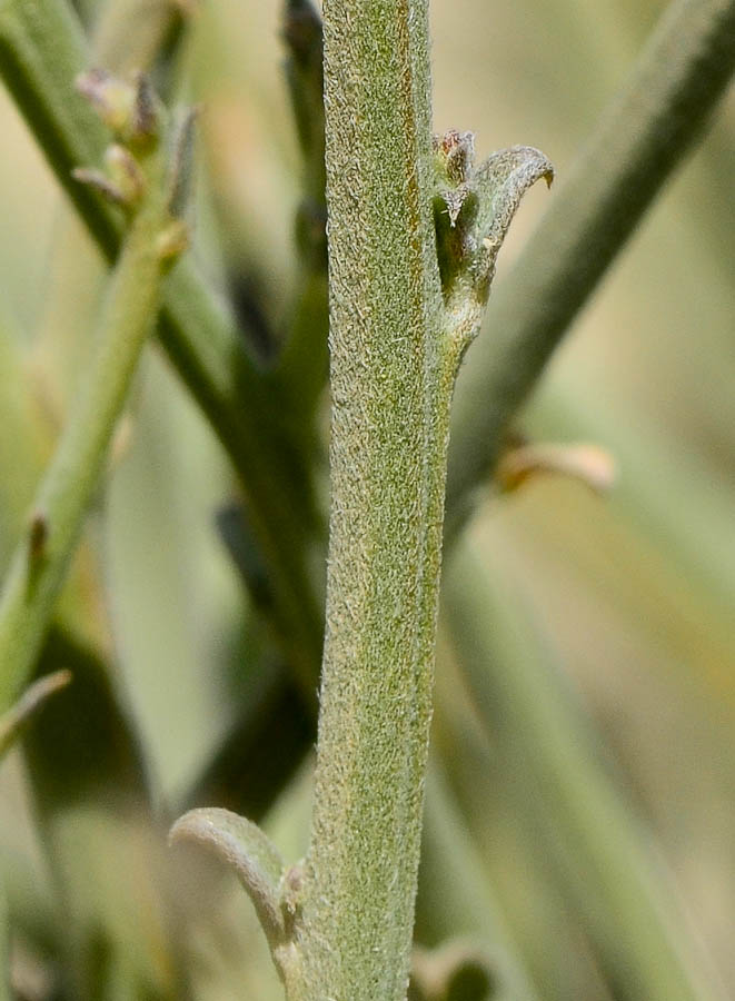 Изображение особи Crotalaria aegyptiaca.