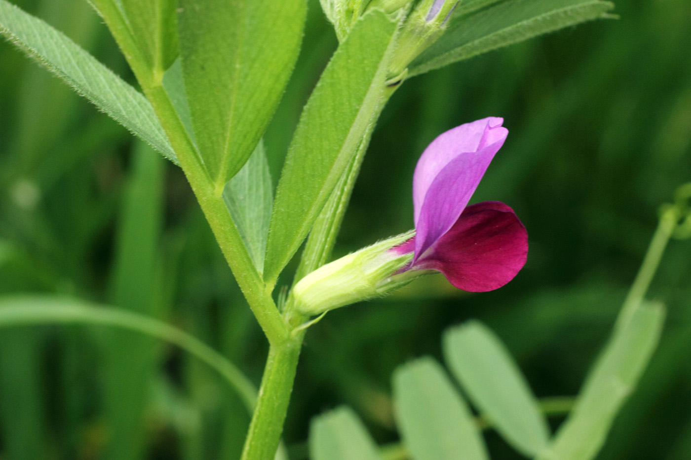 Изображение особи Vicia sativa.