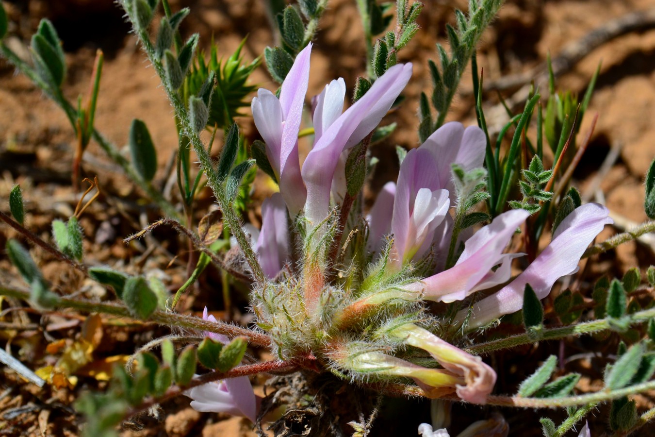 Изображение особи Astragalus dolichophyllus.
