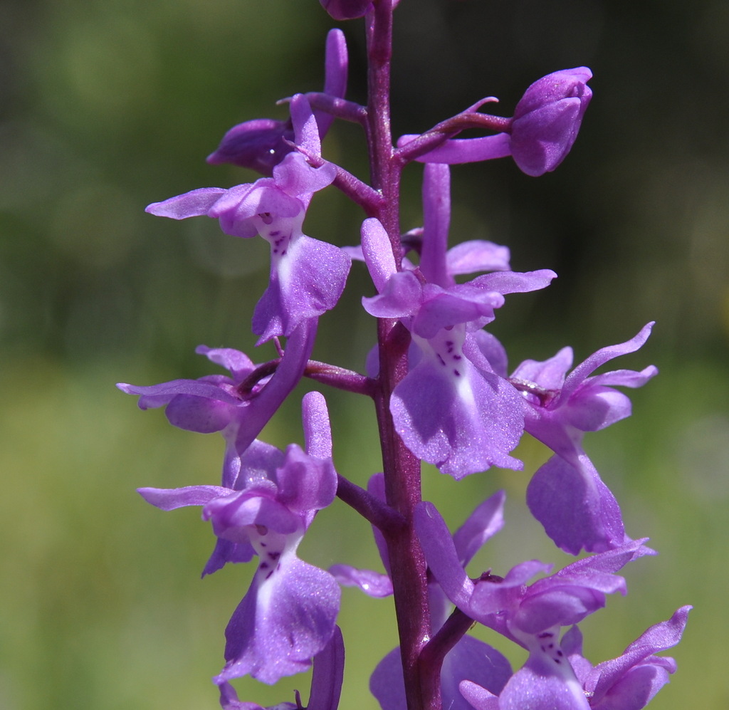 Image of Orchis mascula specimen.