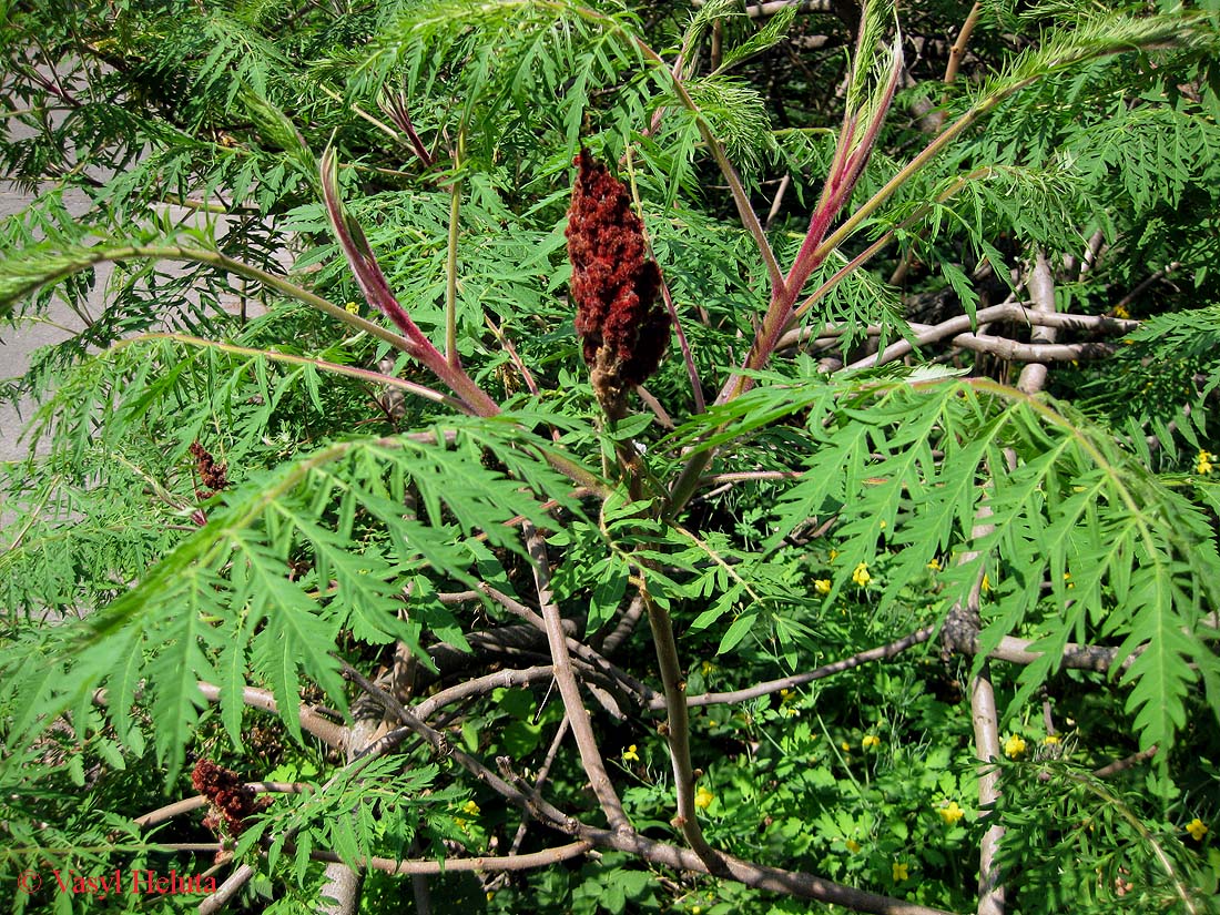 Изображение особи Rhus typhina f. laciniata.