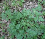 Physospermum cornubiense