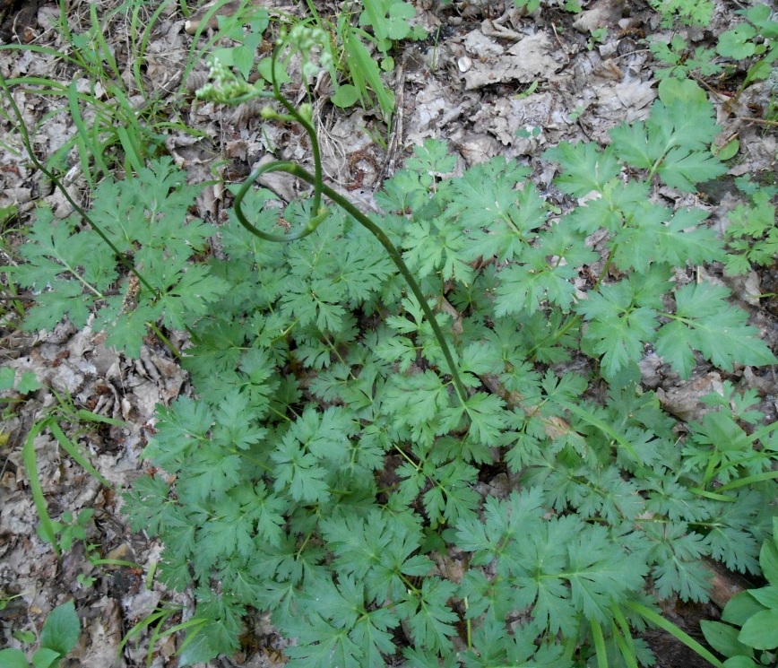 Изображение особи Physospermum cornubiense.