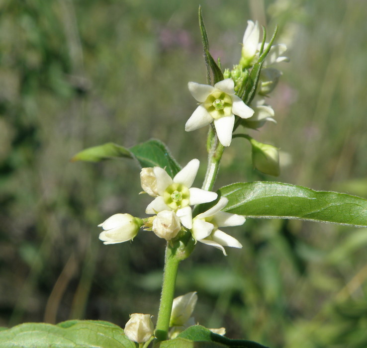 Image of genus Vincetoxicum specimen.