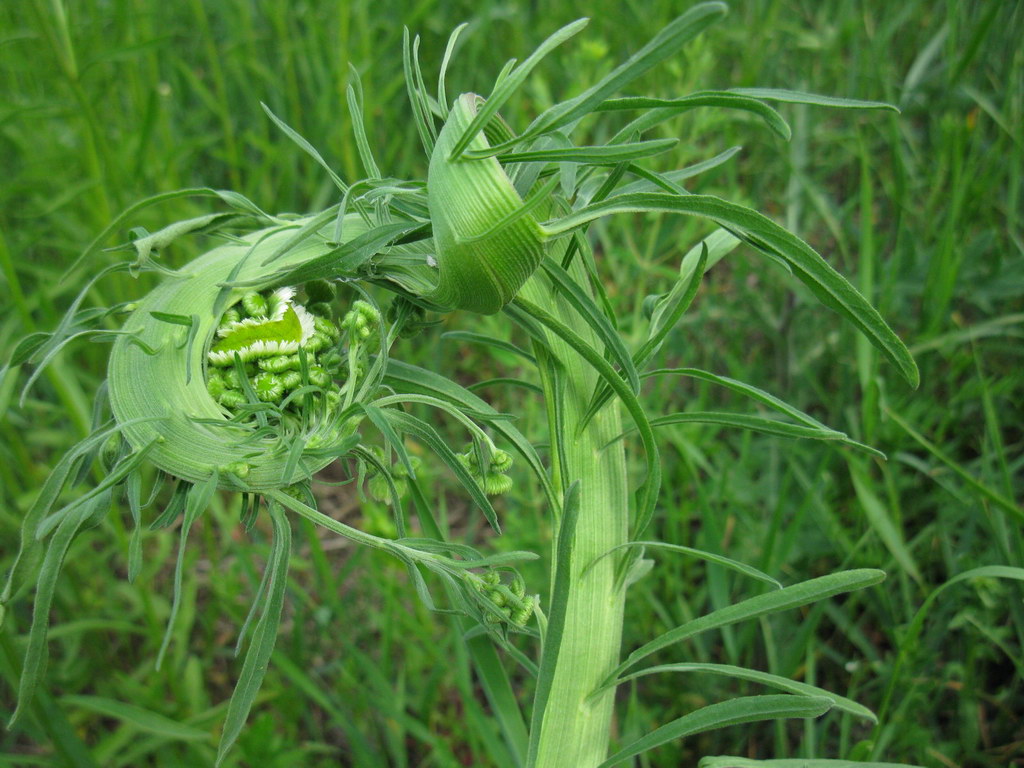 Image of Erigeron strigosus specimen.